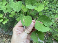 Bauhinia lunarioides