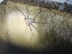 Acanthophrynus coronatus