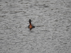 Podiceps major