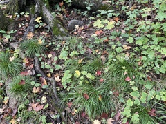 Carex pedunculata