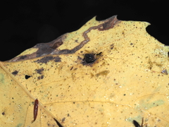 Harmandiola