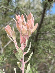 Arctostaphylos silvicola