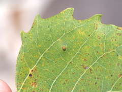 Harmandiola