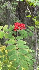 Sorbus sitchensis