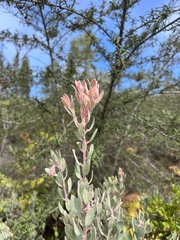 Arctostaphylos silvicola