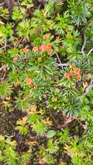 Phyllodoce empetriformis