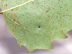 Harmandiola