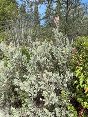 Arctostaphylos silvicola