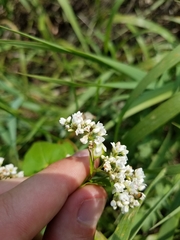 Fagopyrum esculentum