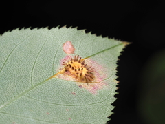 Gymnosporangium sabinae