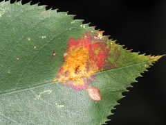 Gymnosporangium sabinae