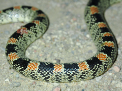 Rhinocheilus lecontei