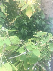 Phoradendron leucarpum