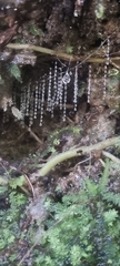 Arachnocampa luminosa
