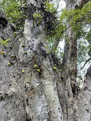 Ficus racemosa