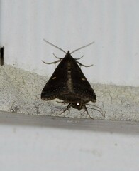 Tetanolita mynesalis