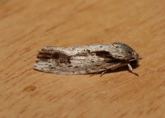 Agriophara leptosemela