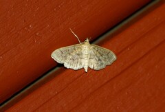 Herpetogramma pertextalis
