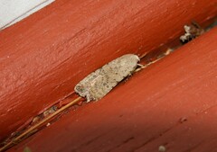Caradrina clavipalpis