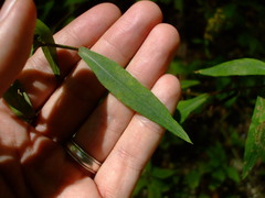Symphyotrichum retroflexum