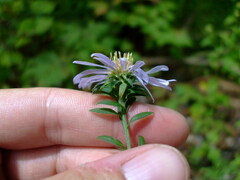 Symphyotrichum retroflexum