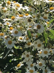 Montanoa leucantha