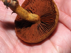 Cortinarius semisanguineus