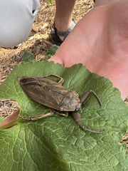 Lethocerus americanus