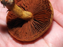 Cortinarius semisanguineus