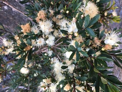 Myrceugenia lanceolata