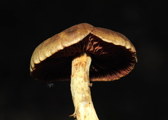 Cortinarius semisanguineus