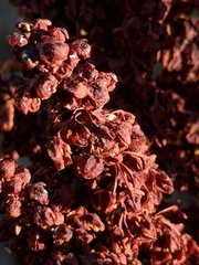 Rumex californicus