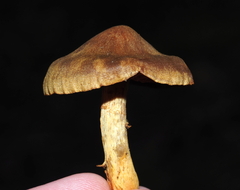 Cortinarius semisanguineus
