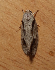Agriophara leptosemela