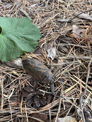 Lethocerus americanus