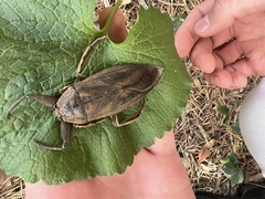 Lethocerus americanus