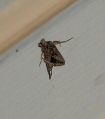Autographa precationis