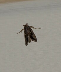 Autographa precationis