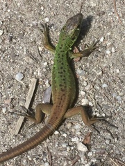 Lacerta schreiberi