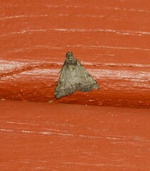 Tetanolita mynesalis