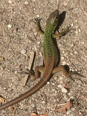 Lacerta schreiberi
