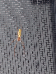 Tetragnatha laboriosa