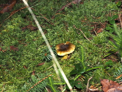 Tricholoma equestre