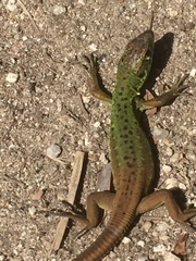 Lacerta schreiberi