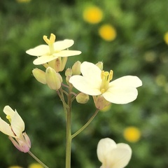 Brassicaceae