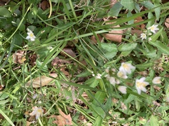 Nothoscordum