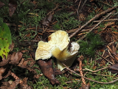 Tricholoma equestre