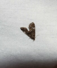 Elophila obliteralis