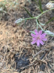 Stephanomeria lactucina