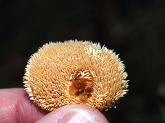 Hydnum umbilicatum